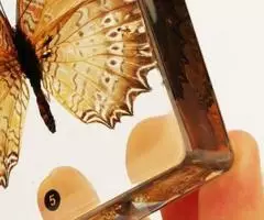 Коллекция Развитие бабочки акрил - 4