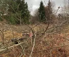 Участок 40 соток в п. Большой Бор, 1-я линия. - 2