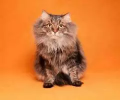 Матс в поисках дома. - 2