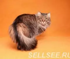 Матс в поисках дома. - 3