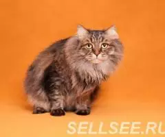 Матс в поисках дома. - 4