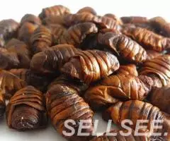 Шелкопряд - корм для грызунов и рептилий - 2