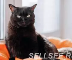 Белла нежная малышка в дар. - 3