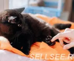 Белла нежная малышка в дар. - 4