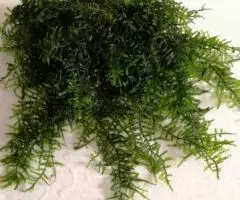 Мох Бразильский Amblystegium sp. - Brasil moss - 2