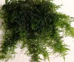Мох Бразильский Amblystegium sp. - Brasil moss - 3
