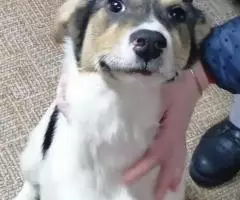 Помогите спасти щенков , им грозит смерть - 2