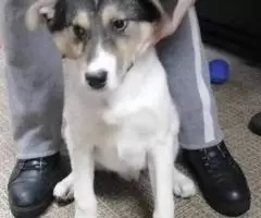 Помогите спасти щенков , им грозит смерть - 3