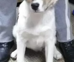 Помогите спасти щенков , им грозит смерть - 4