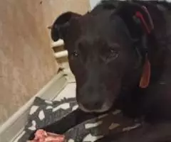 Чера осталась без хозяйки , ей не куда идти . - 2