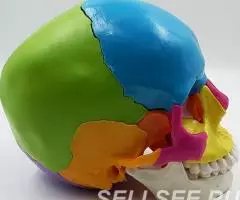 Модель черепа человека, разборная. , цветная, 22 части - 2