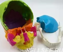 Модель черепа человека, разборная. , цветная, 22 части - 3