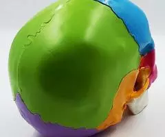 Модель черепа человека, разборная. , цветная, 22 части - 4