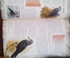 Атлас определитель птиц - 3