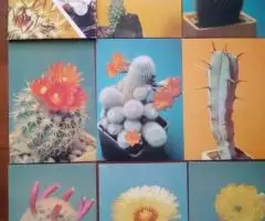 Открытки-кактусы, рыбки - 2
