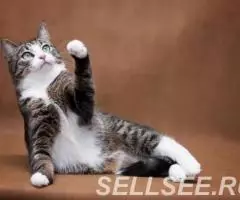 Ластена в добрые руки. - 2