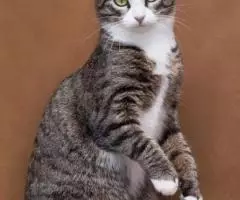 Ластена в добрые руки. - 3