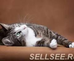 Ластена в добрые руки. - 4