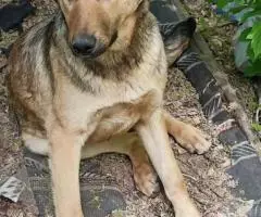 Ищем любящее сердце и надёжные руки. - 2