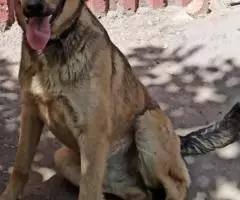 Ищем любящее сердце и надёжные руки. - 3