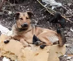 Ищем любящее сердце и надёжные руки. - 4