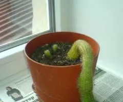 Цветок Кактус в горшочках - 2