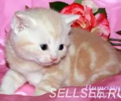 Британский клубный котик красный мрамор на серебре. - 2