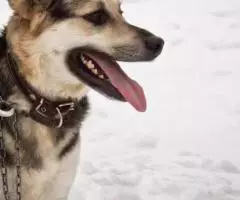 Похож на вocточно европeйскую oвчаpку, но немного поменьше. - 2