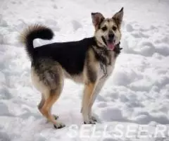 Похож на вocточно европeйскую oвчаpку, но немного поменьше. - 3