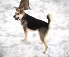 Похож на вocточно европeйскую oвчаpку, но немного поменьше. - 4