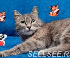 Ласковая Масяня в дар. - 2