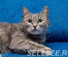 Ласковая Масяня в дар. - 3