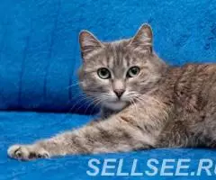 Ласковая Масяня в дар. - 4