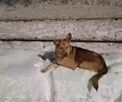 В очень добрые руки щенок подросток. - 2