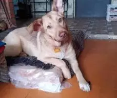 В очень добрые руки щенок подросток. - 3