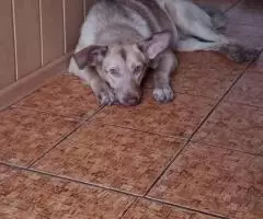 В очень добрые руки щенок подросток. - 4