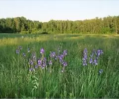 Участок 5,76 Га КФХ ИЖС свет газ по Симферепольскому ш 130 ... - 2