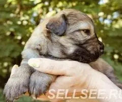 Мальчик и девочка ищут дом - 2