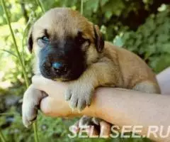 Мальчик и девочка ищут дом - 4