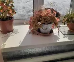 Продаю  дом , 45 кв.м , деревянный - 3