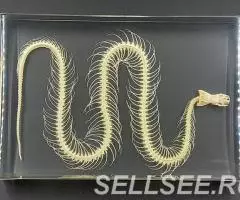 Модель скелета змеи в акриле - 2