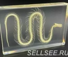 Модель скелета змеи в акриле - 3