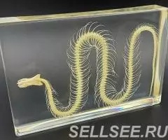 Модель скелета змеи в акриле - 4