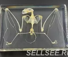 Коллекция Cкелет летучей мыши акрил - 2