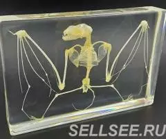 Коллекция Cкелет летучей мыши акрил - 3