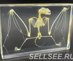 Коллекция Cкелет летучей мыши акрил - 4