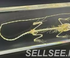 Коллекция Cкелет ящерицы акрил - 2