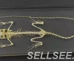 Коллекция Cкелет ящерицы акрил - 3