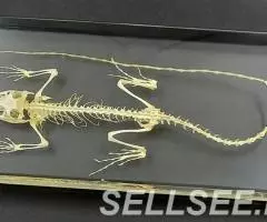 Коллекция Cкелет ящерицы акрил - 4