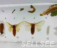 Коллекция Развитие тутового шелкопряда акрил - 2